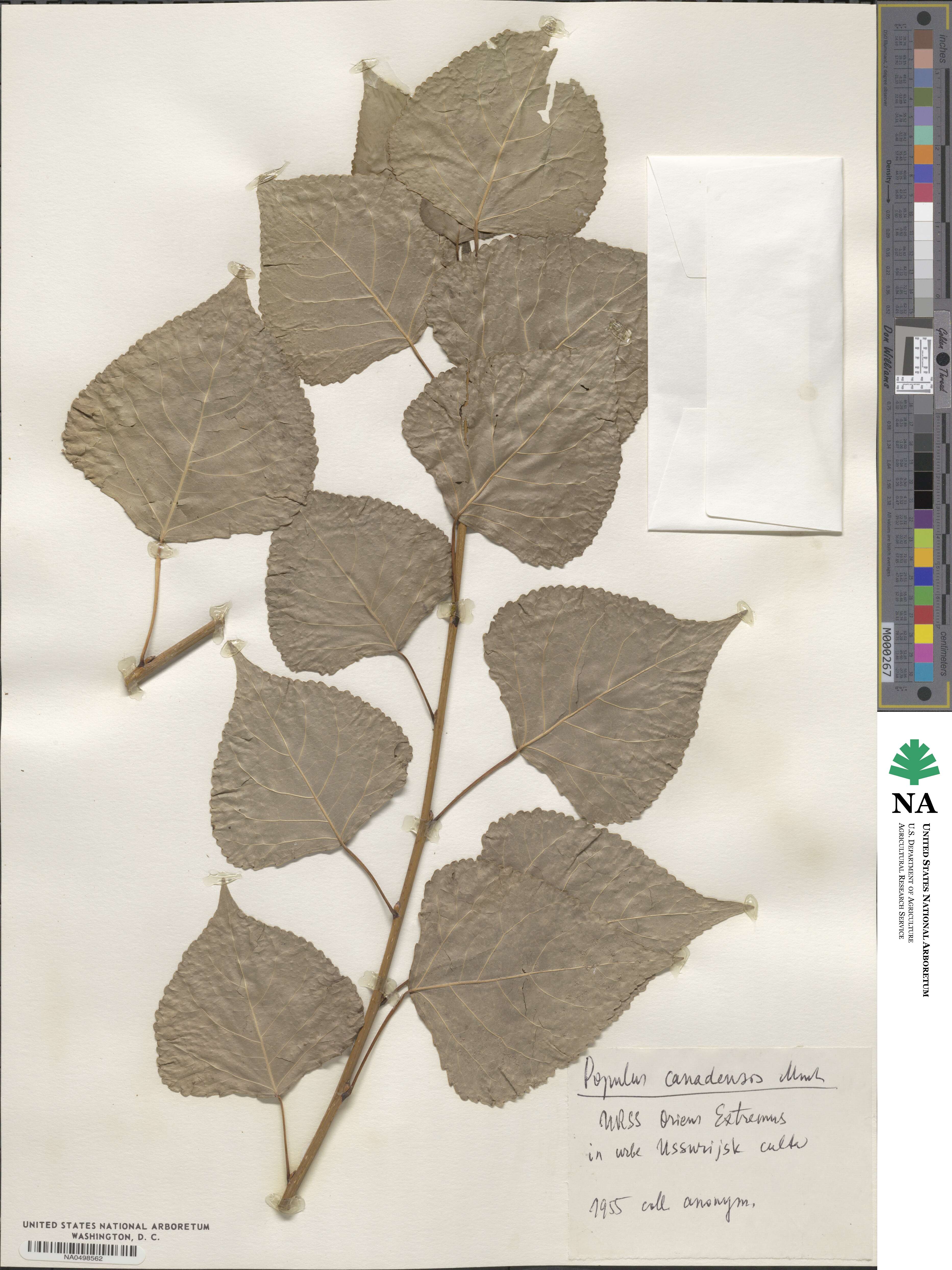 Populus canadensis image