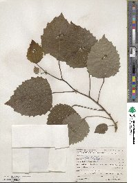 Populus canadensis image