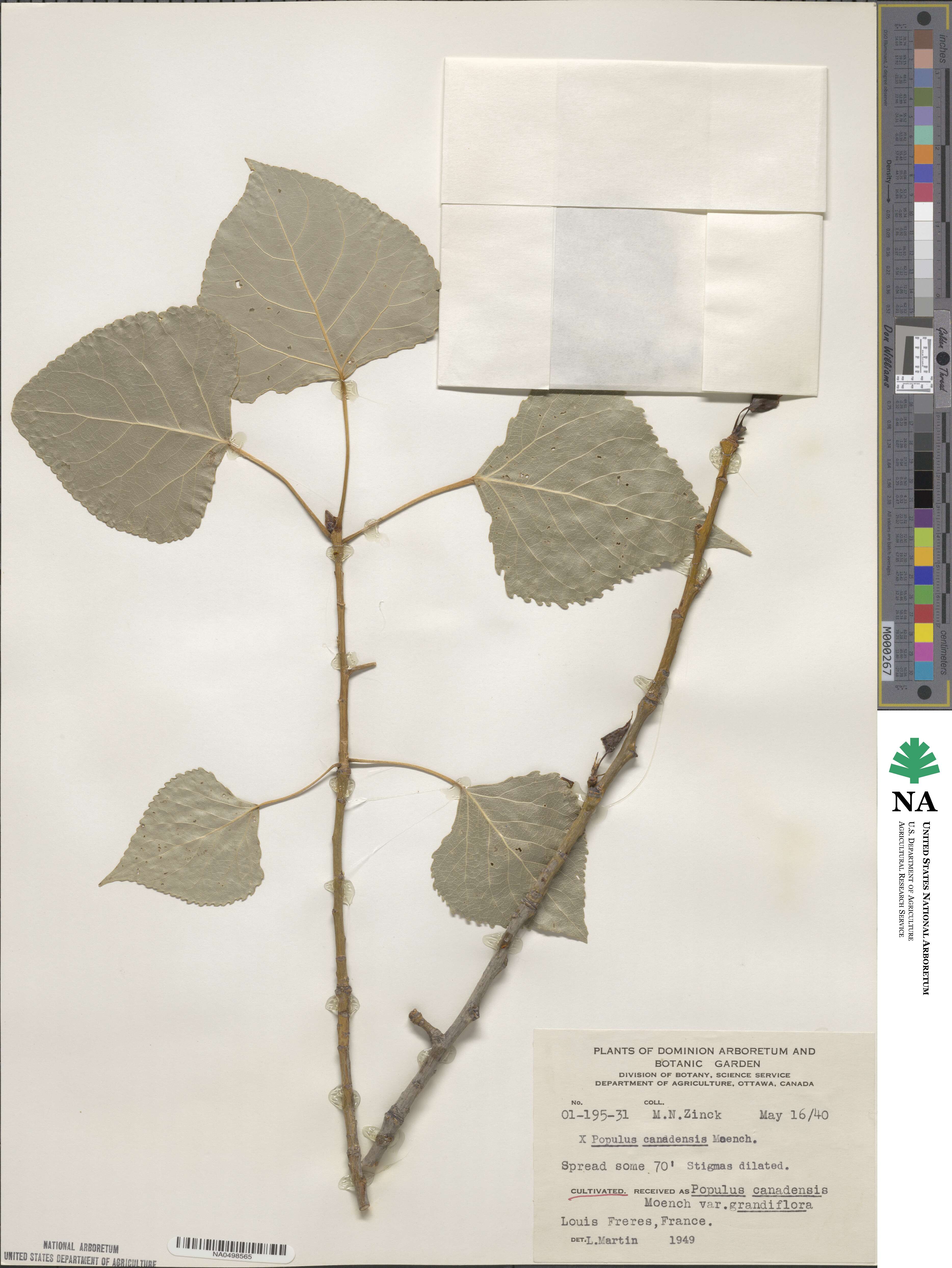 Populus canadensis image