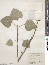 Populus canadensis image