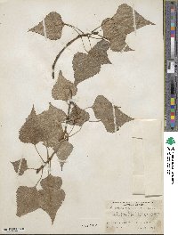 Populus canadensis image