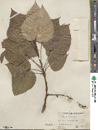 Populus candicans image