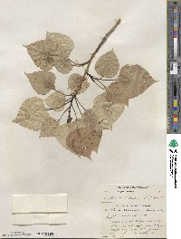 Populus candicans image