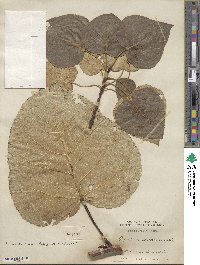 Populus candicans image