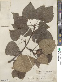 Populus candicans image