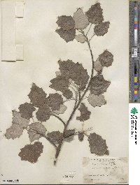 Populus × canescens image