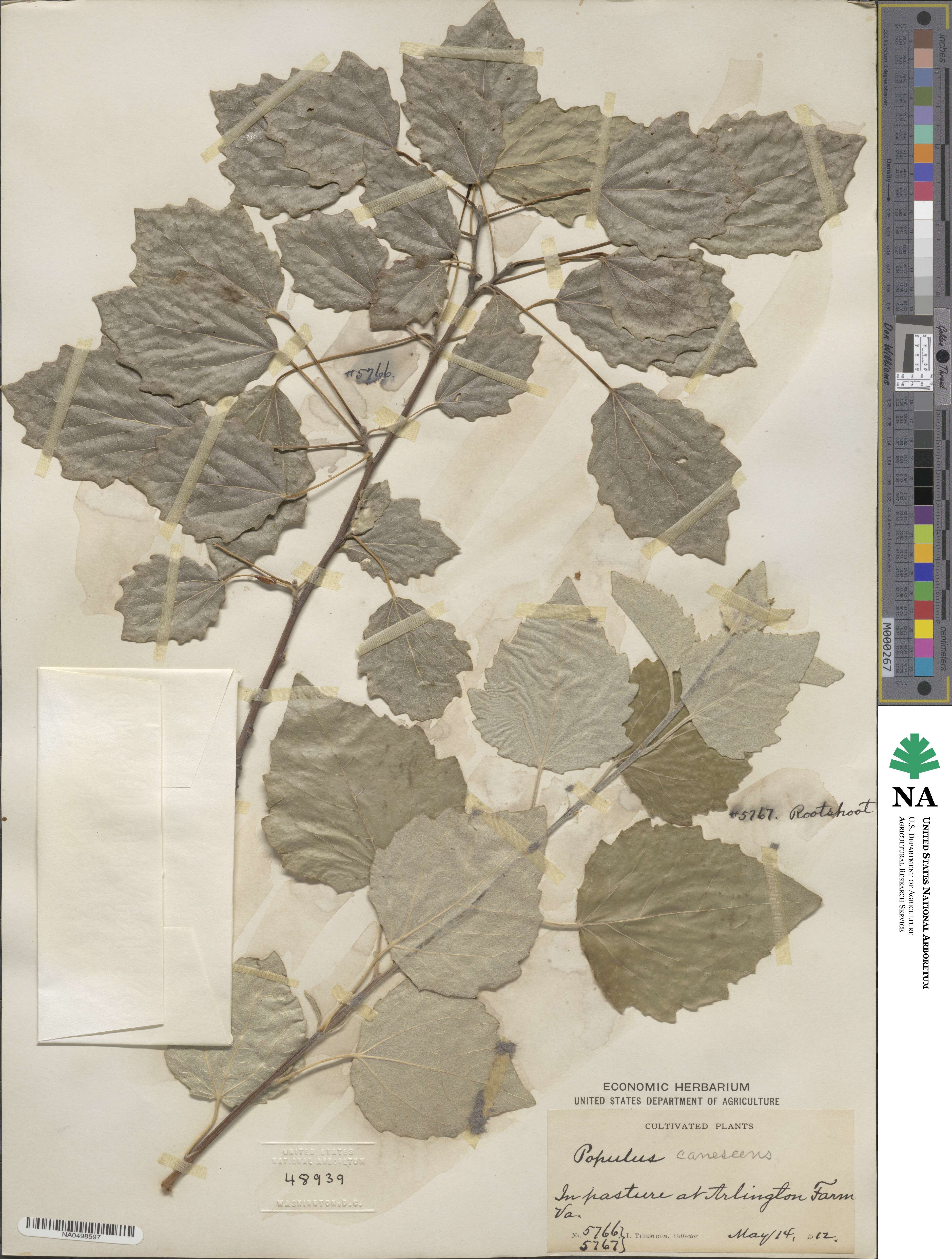 Populus × canescens image