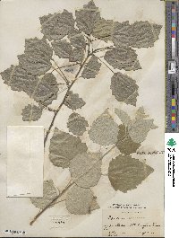 Populus × canescens image