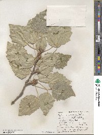 Populus × canescens image