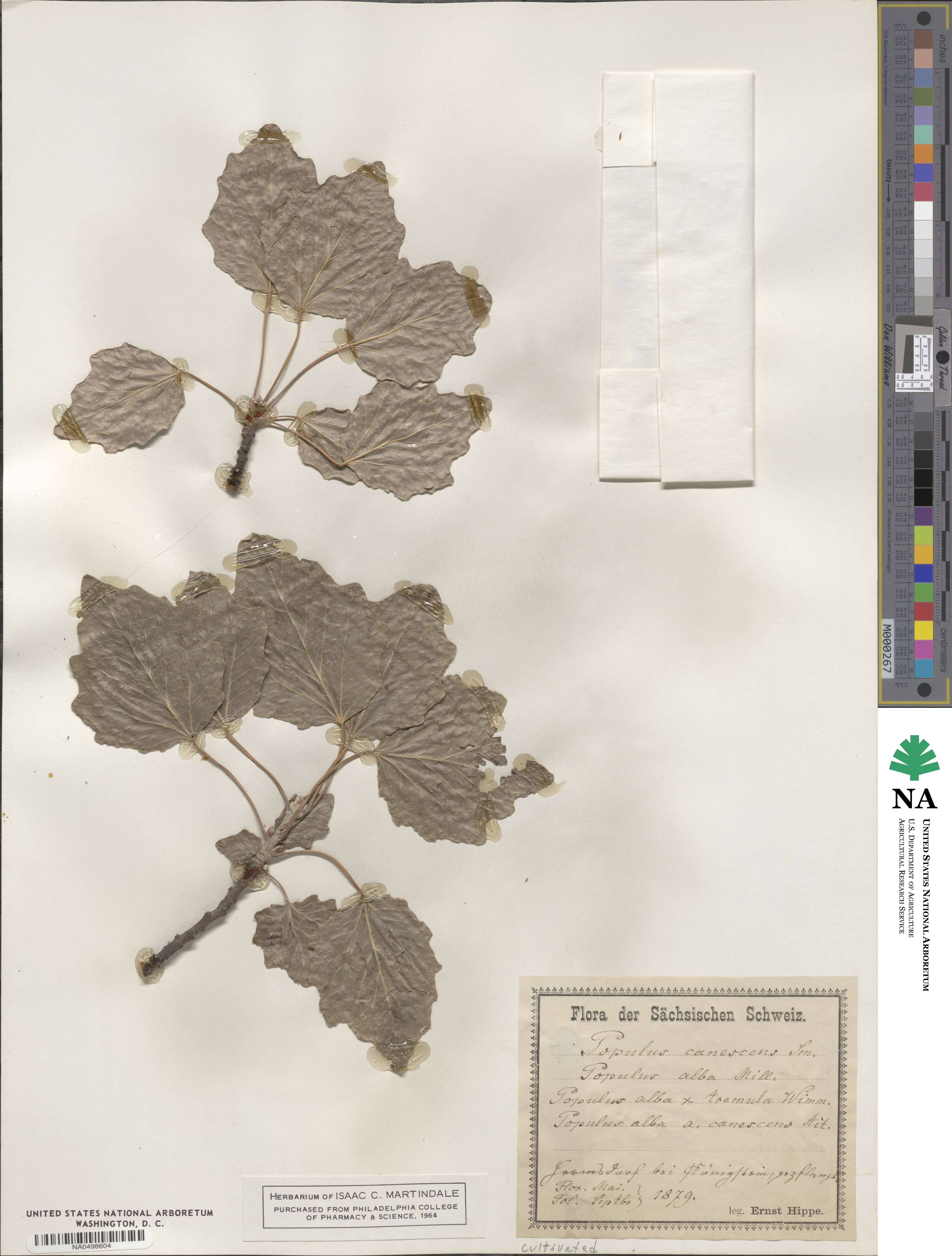 Populus × canescens image