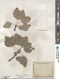 Populus × canescens image