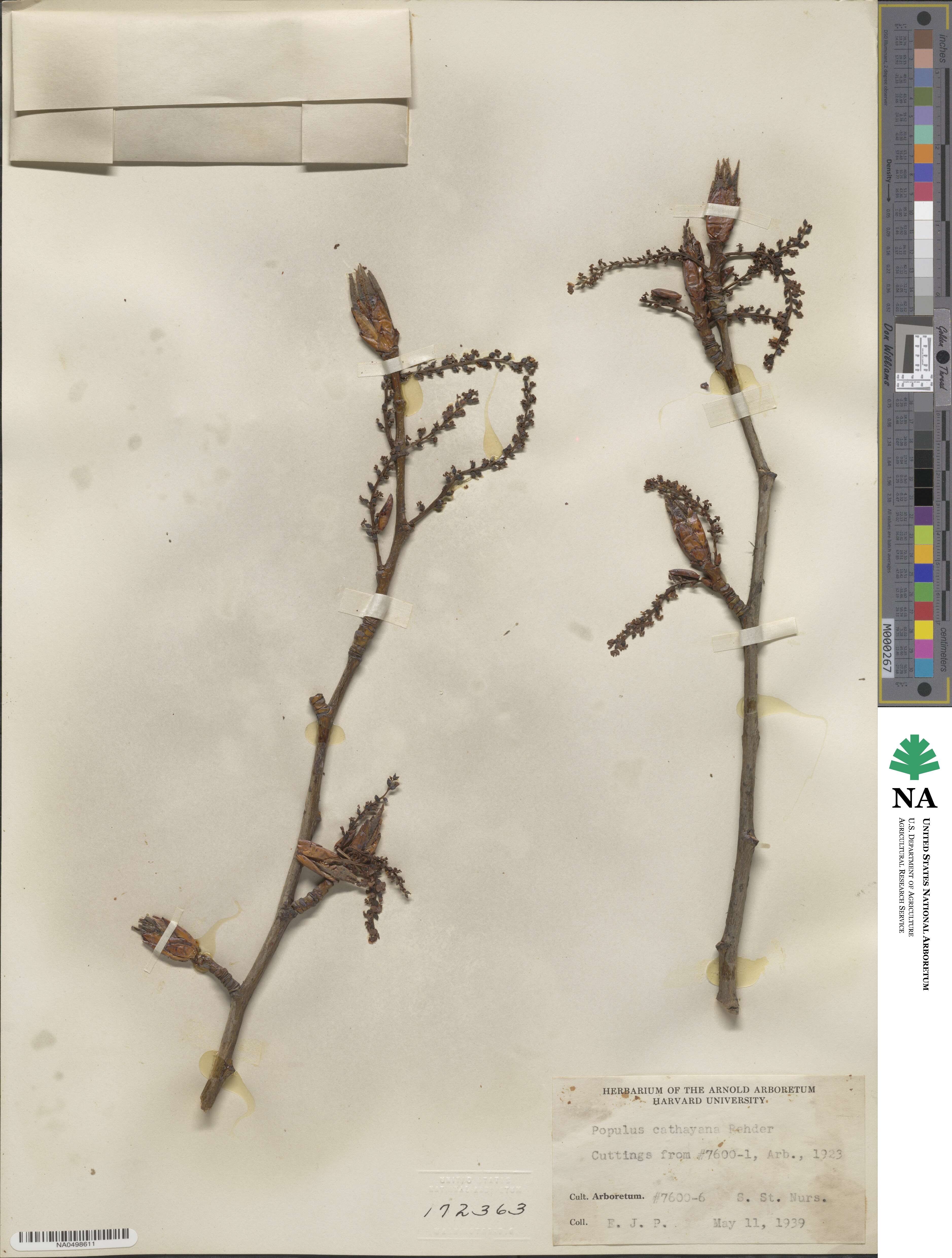 Populus cathayana image