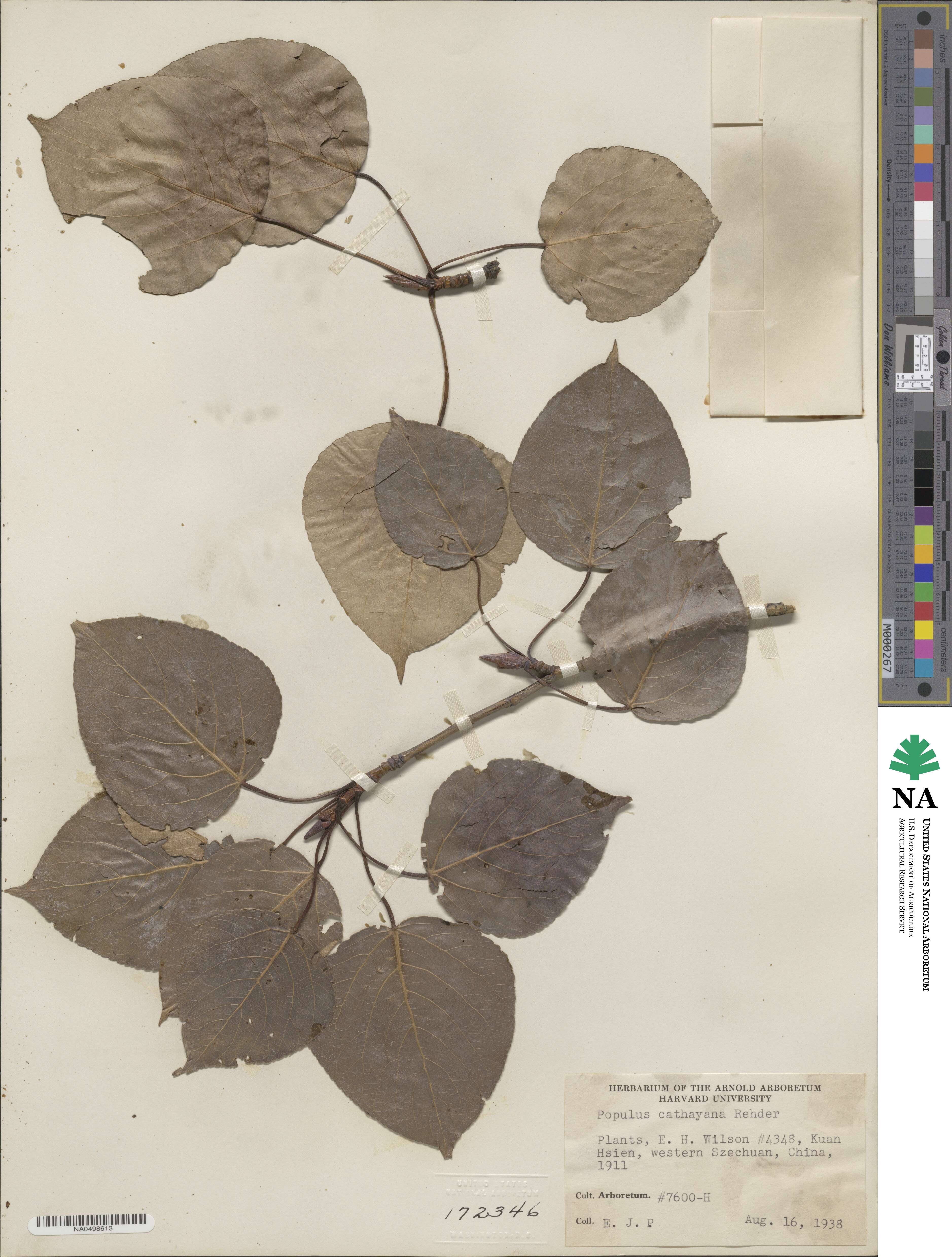 Populus cathayana image