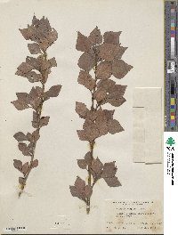 Populus nigra image