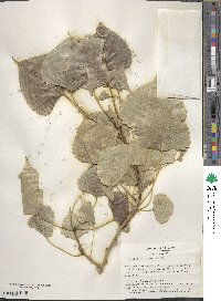 Populus deltoides image