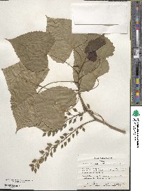 Populus deltoides image