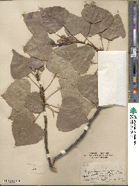 Populus deltoides image