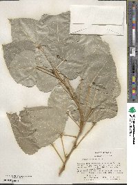 Populus deltoides image