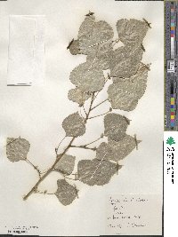 Populus deltoides image