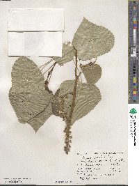 Populus deltoides image