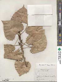 Populus deltoides image