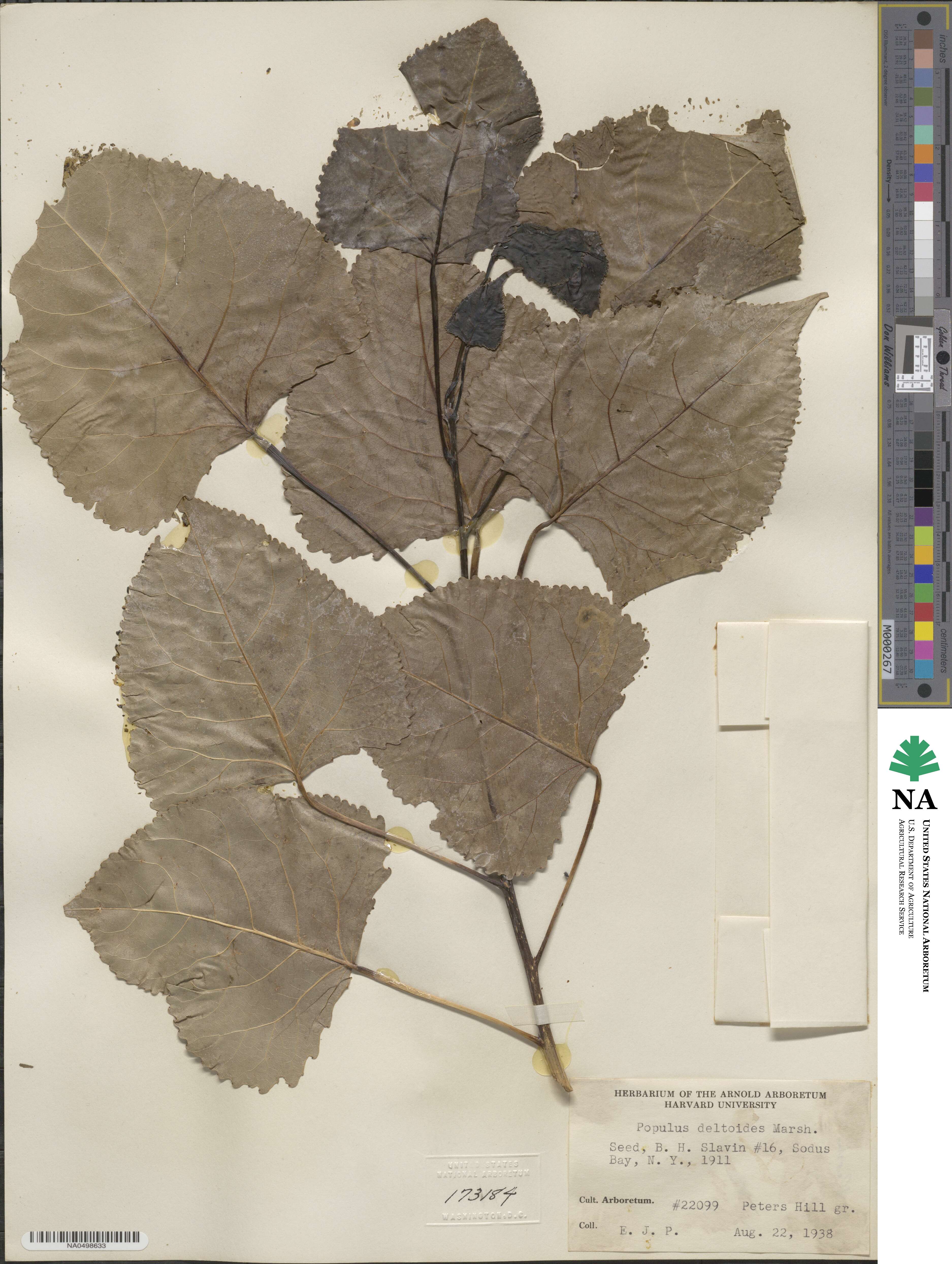 Populus deltoides image