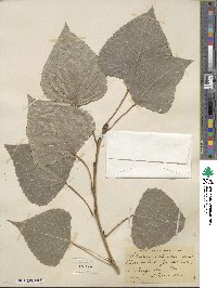 Populus deltoides image