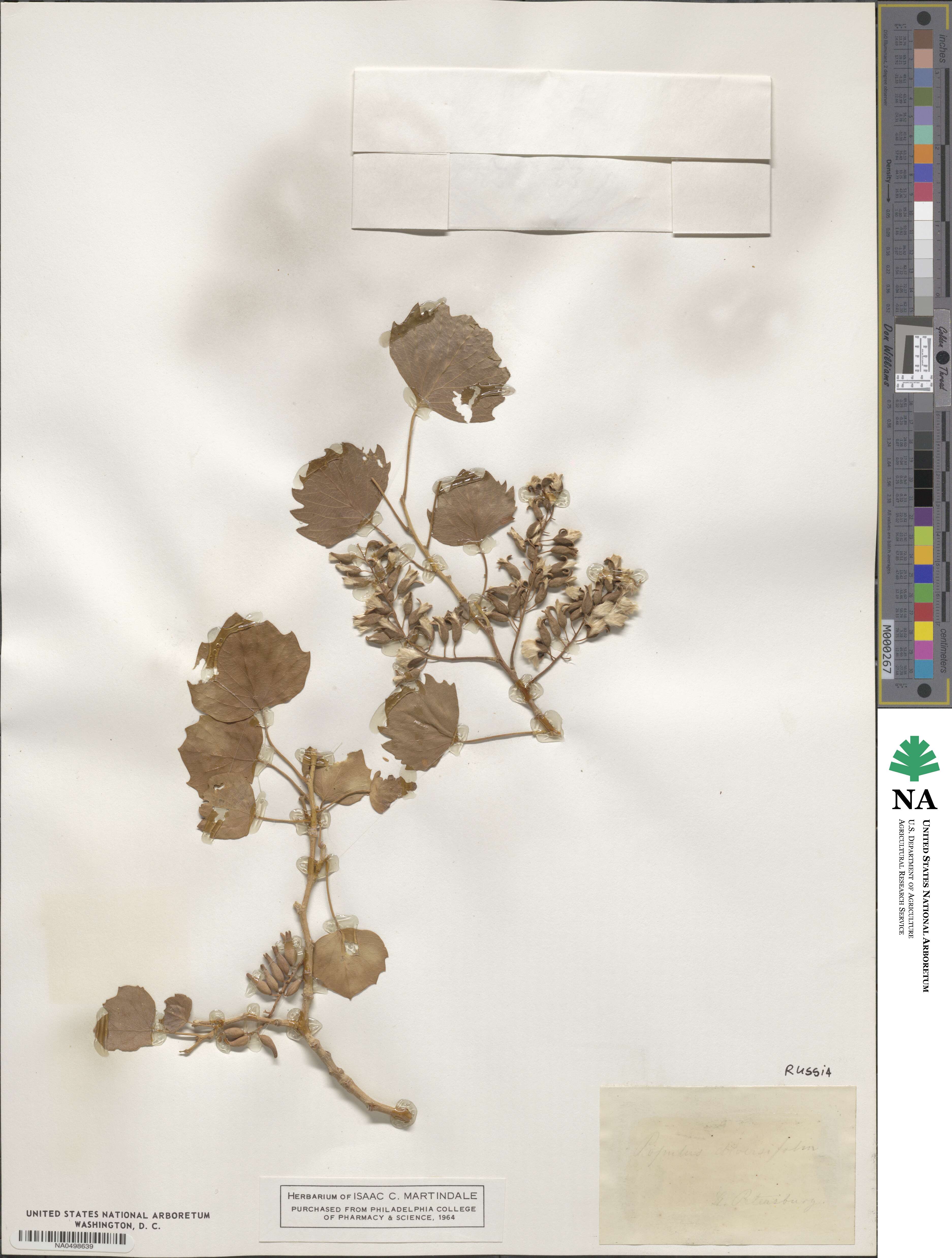 Populus euphratica image