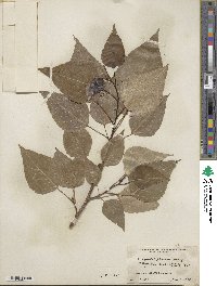 Populus × generosa image