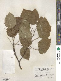 Populus grandidentata image