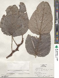 Populus heterophylla image