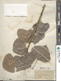 Populus nigra var. italica image