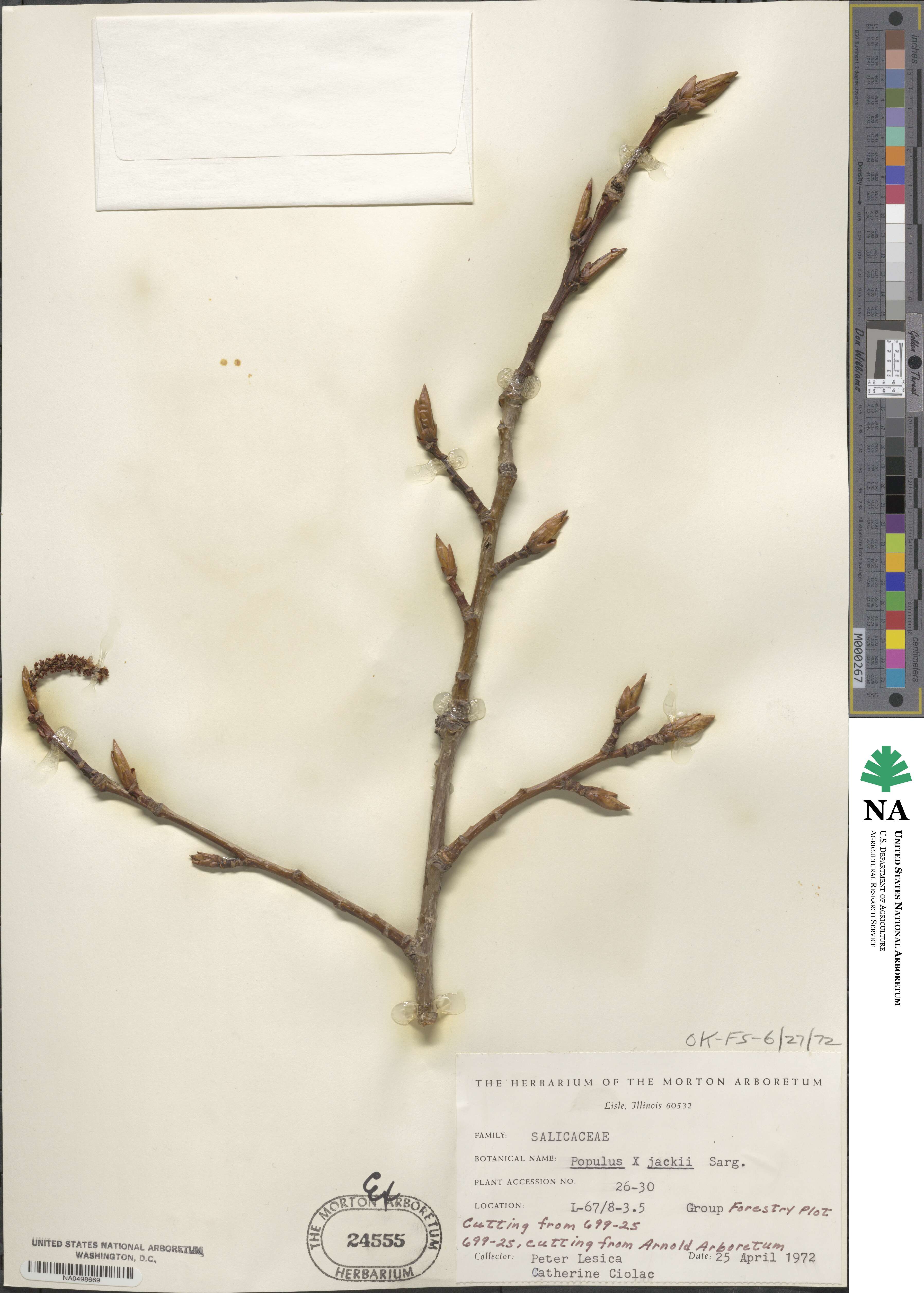 Populus × jackii image