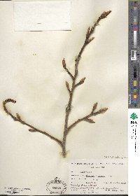 Image of Populus × jackii