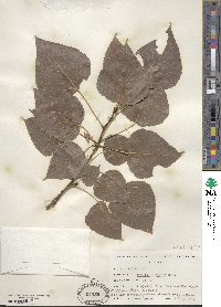 Populus × jackii image