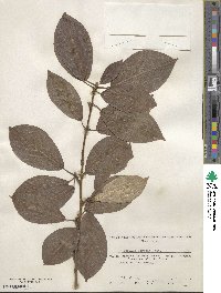 Populus suaveolens image