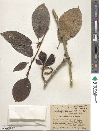 Populus suaveolens image