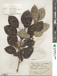 Populus suaveolens image