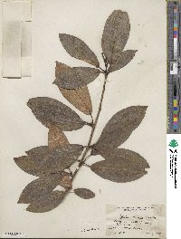 Populus suaveolens image