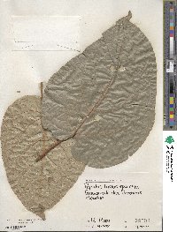 Populus lasiocarpa image