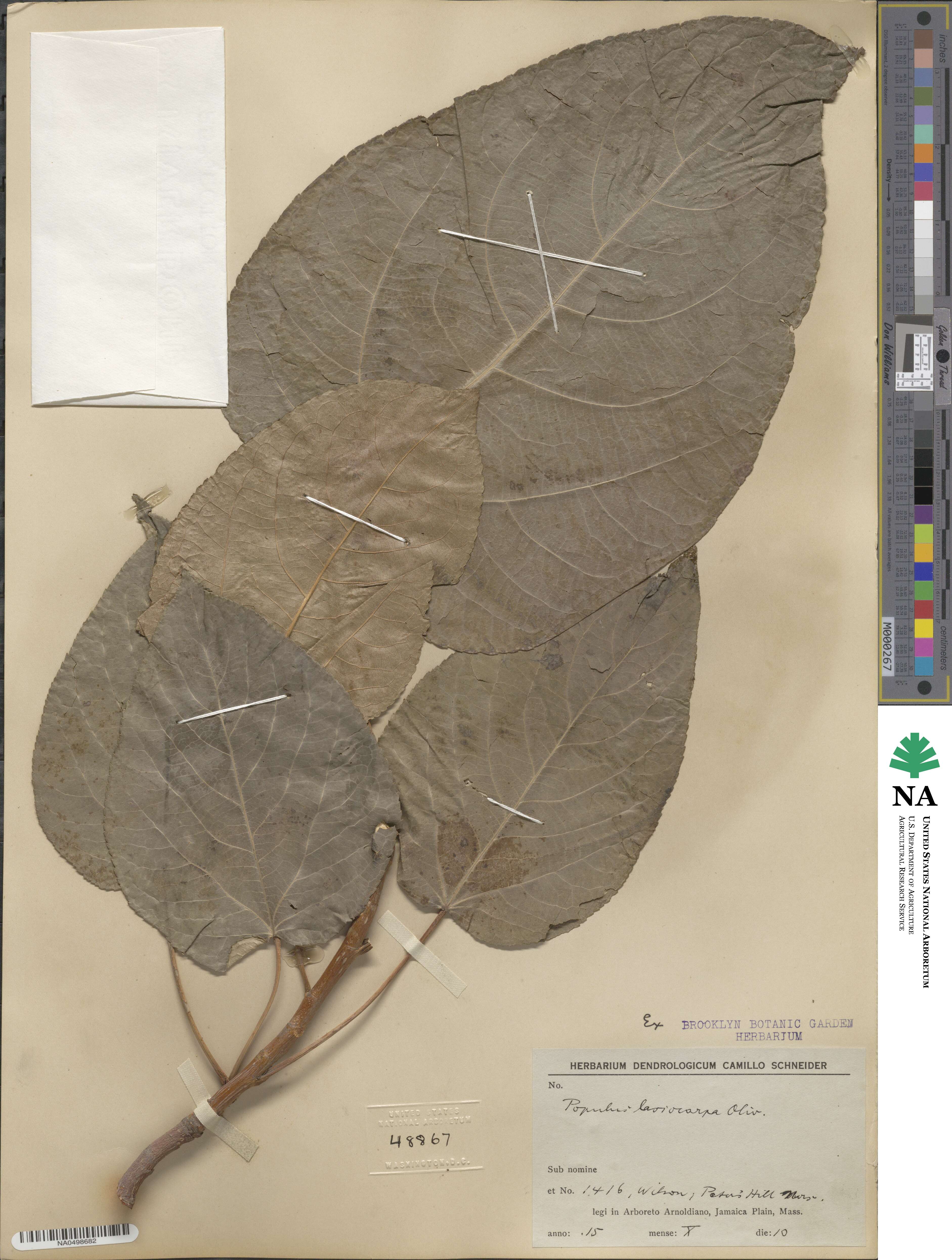 Populus lasiocarpa image
