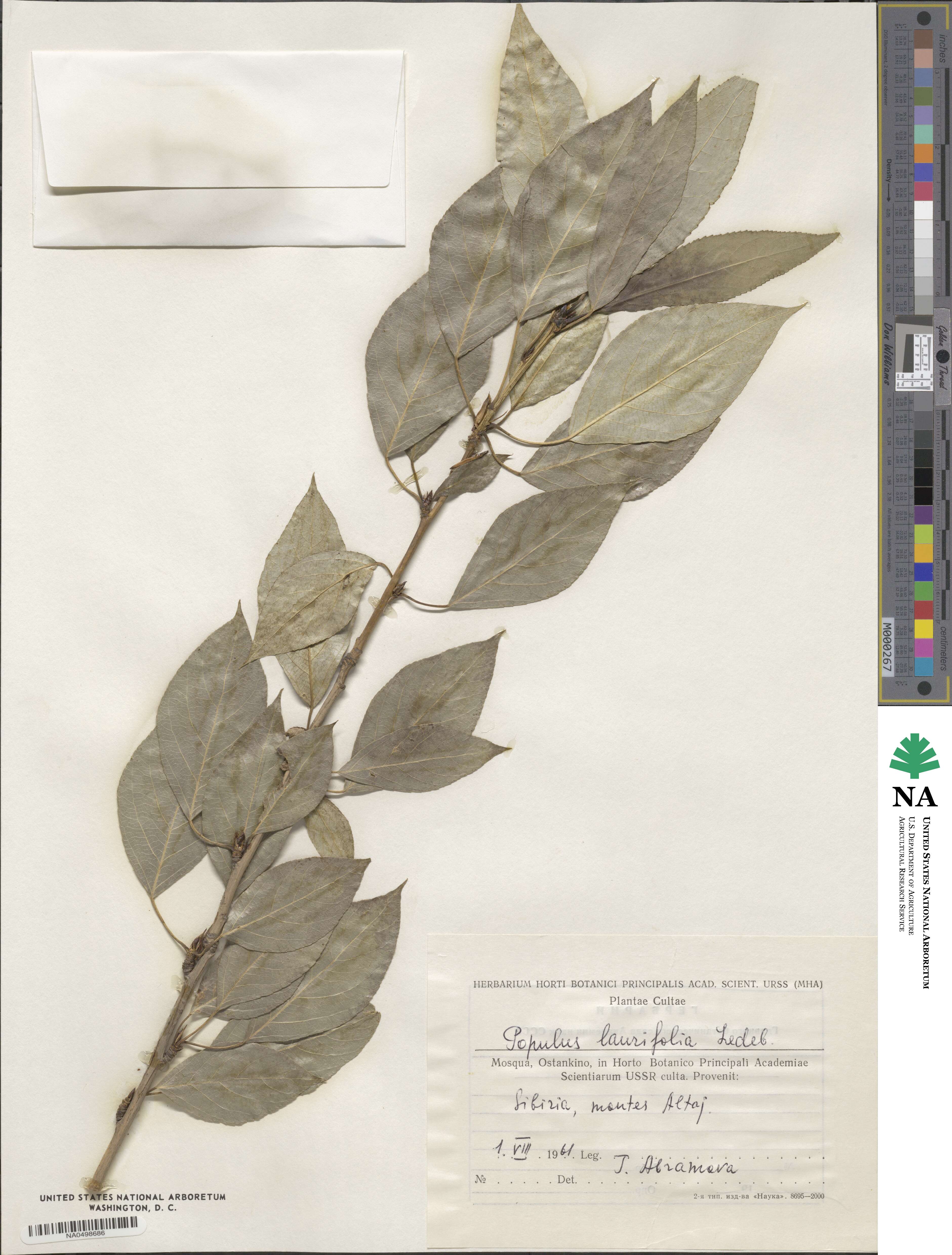Populus laurifolia image