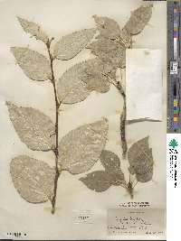 Populus laurifolia image