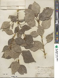 Populus laurifolia image