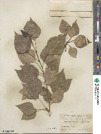 Populus laurifolia image