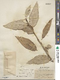 Populus laurifolia image