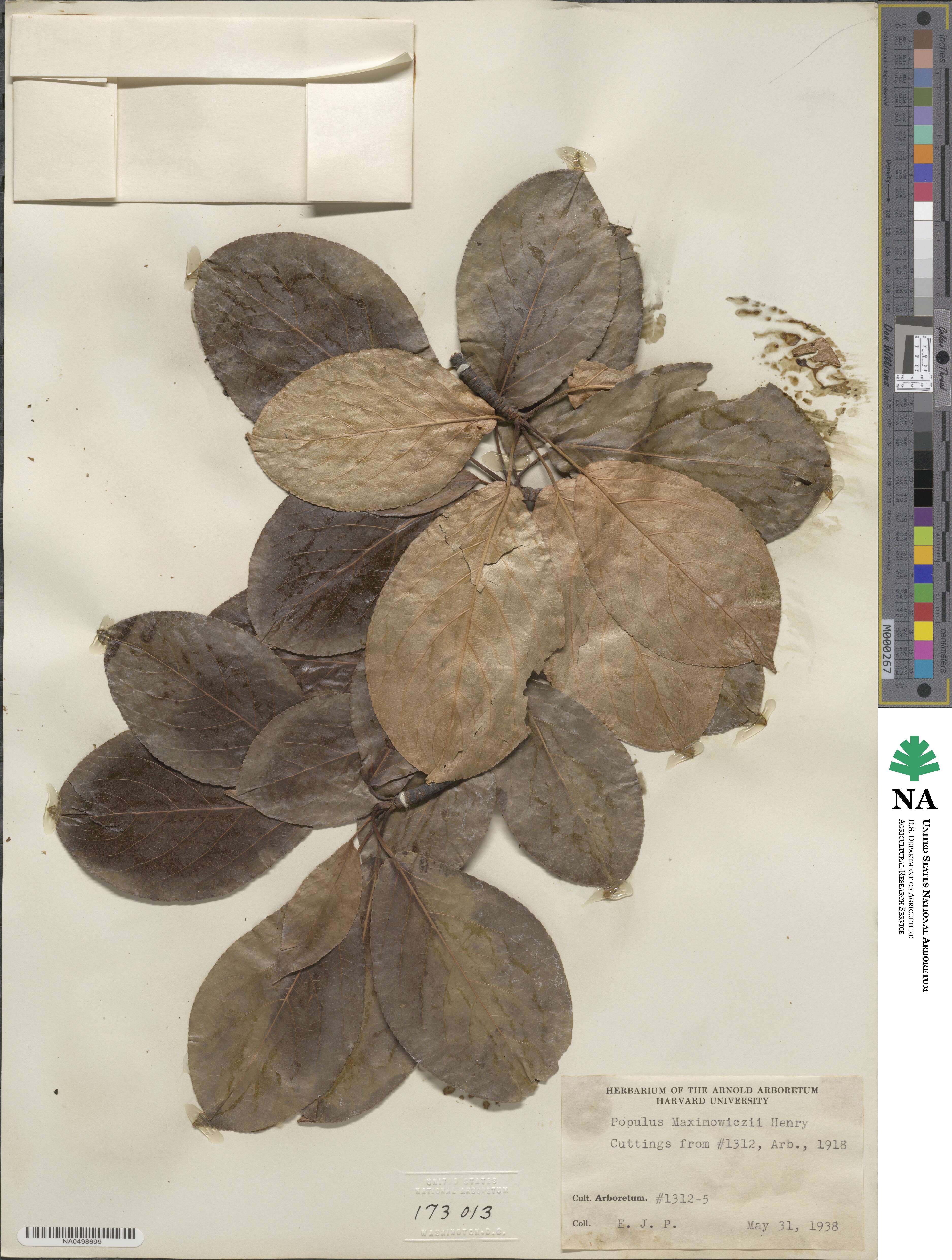 Populus maximowiczii image