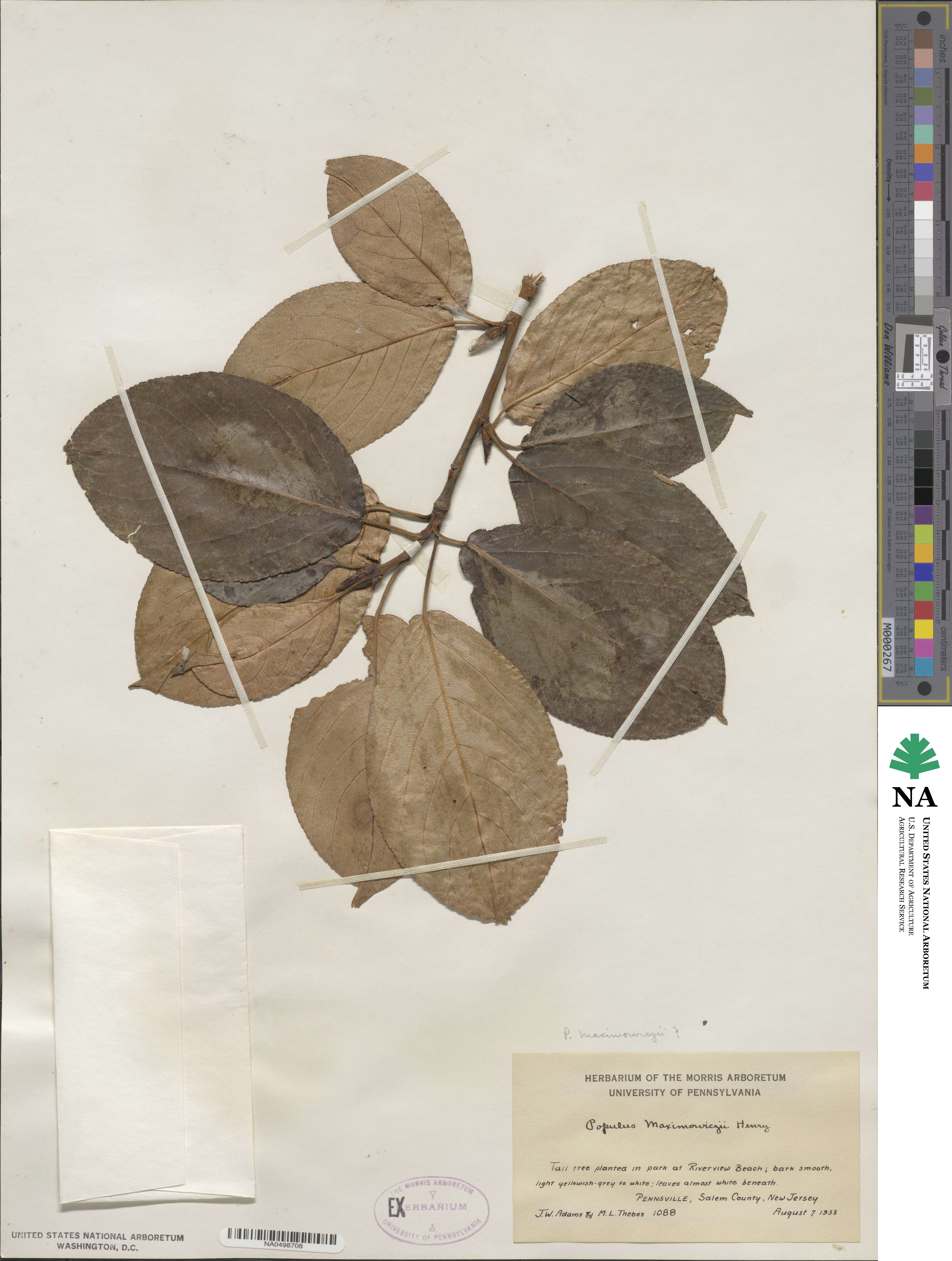 Populus maximowiczii image