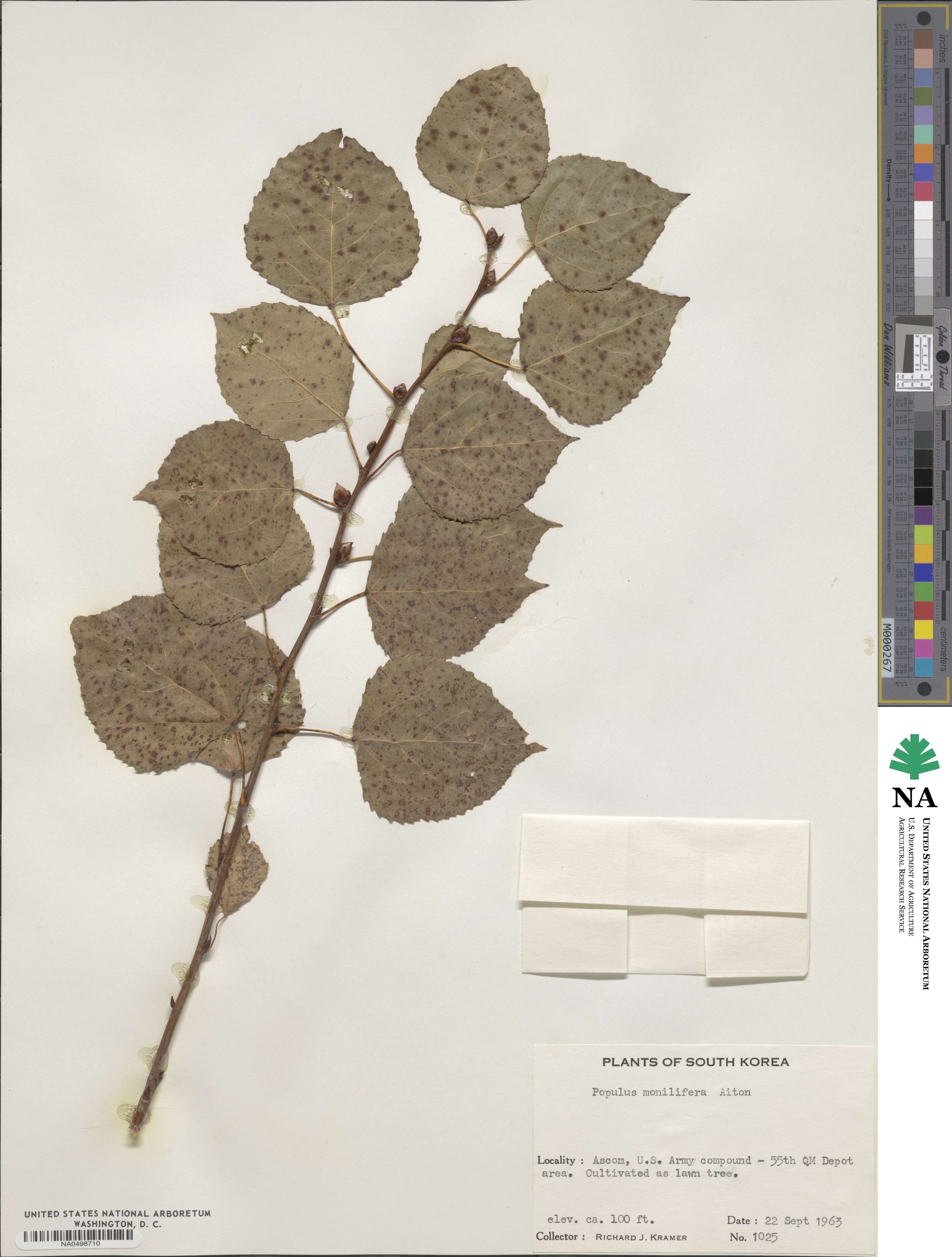 Populus deltoides subsp. monilifera image