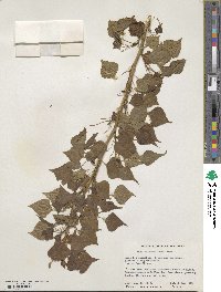 Populus deltoides subsp. monilifera image